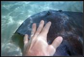 09 Swimming with the rays